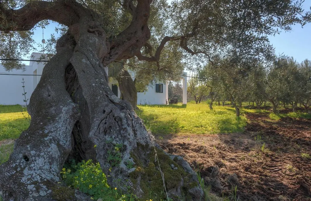 Casa Zampignola By Typney-1