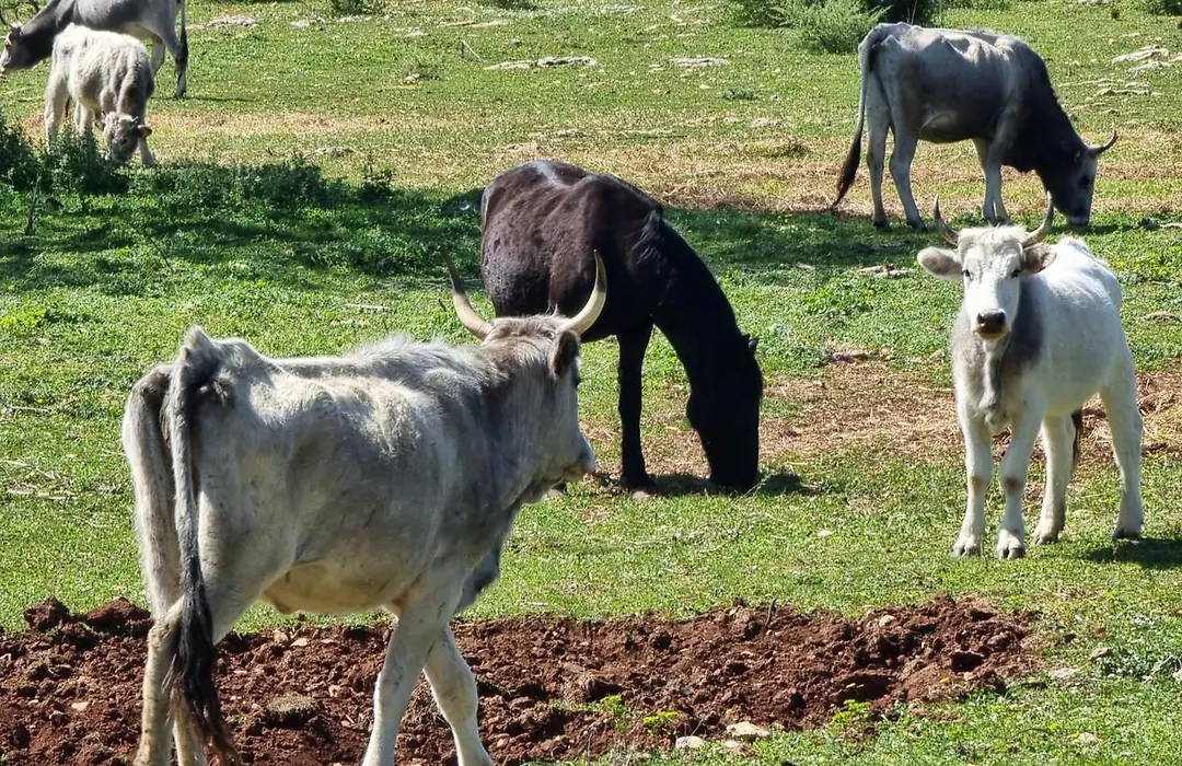Masseria Iazzo Scagno-1