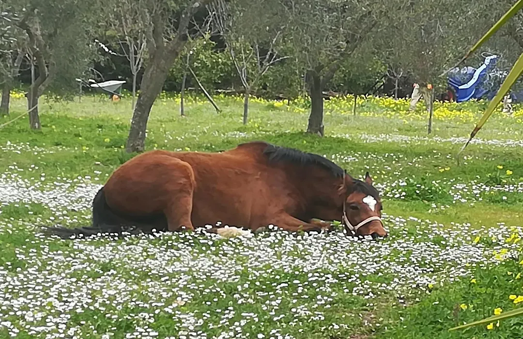 Casa Masseria Le Ville-1