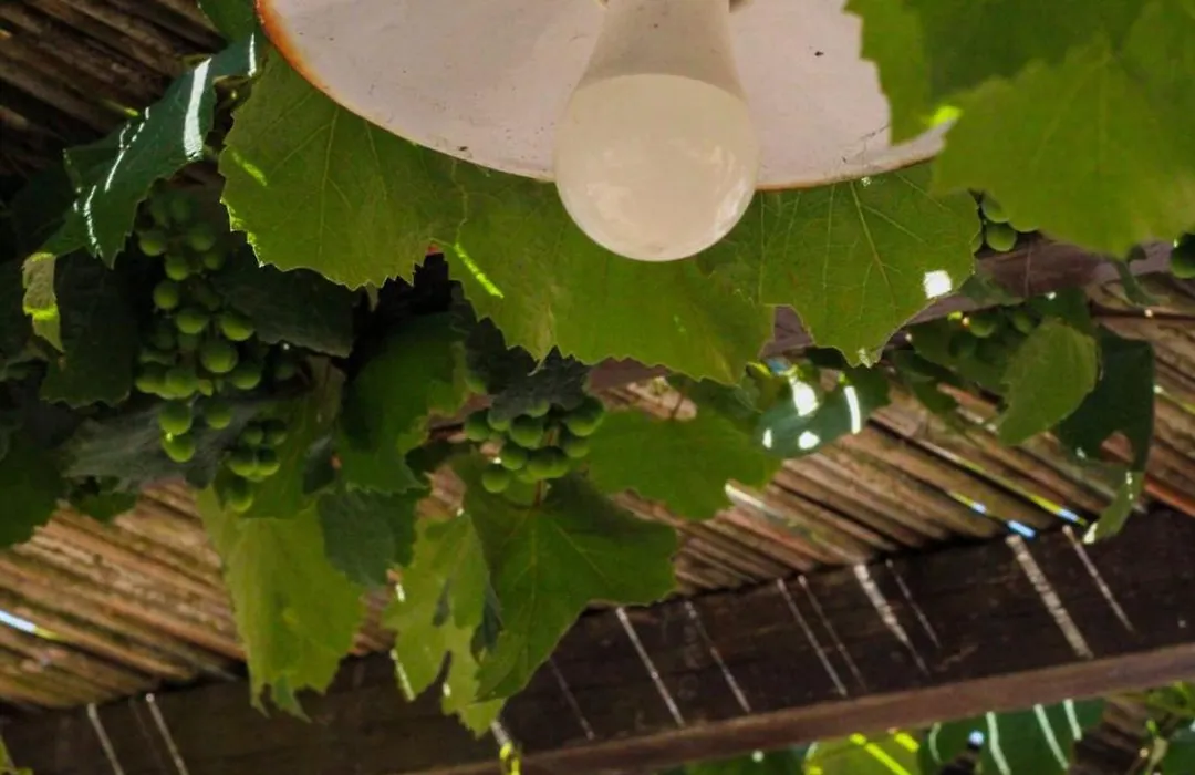 B&B Pergulea-1