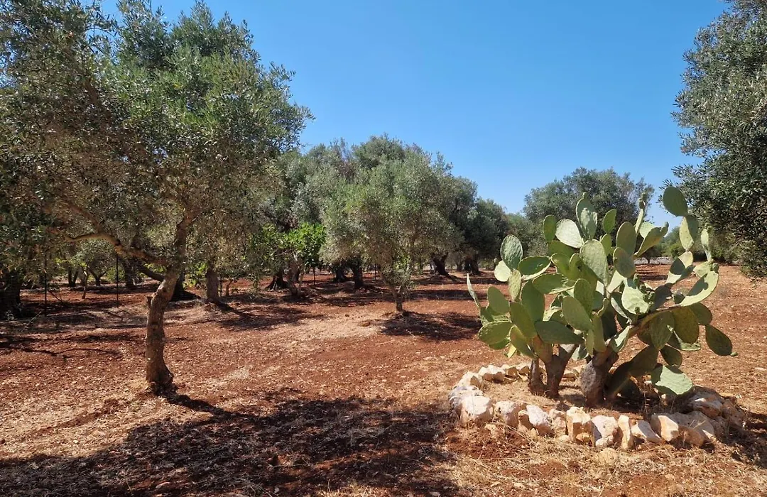 Trullo Terra Di Alix-1