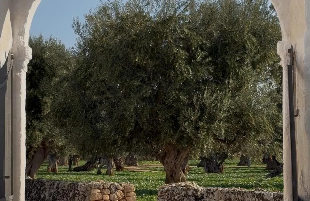 Masseria Mammella-1