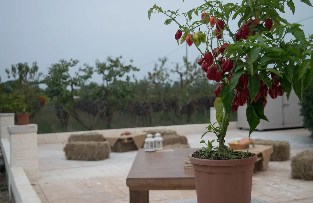 Tenuta Vigna del Noce-1
