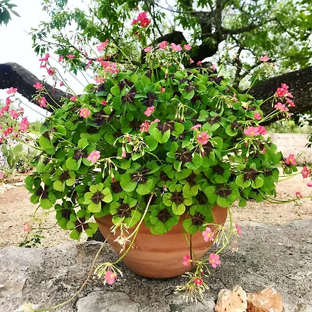 Trulleria Tagliente-2